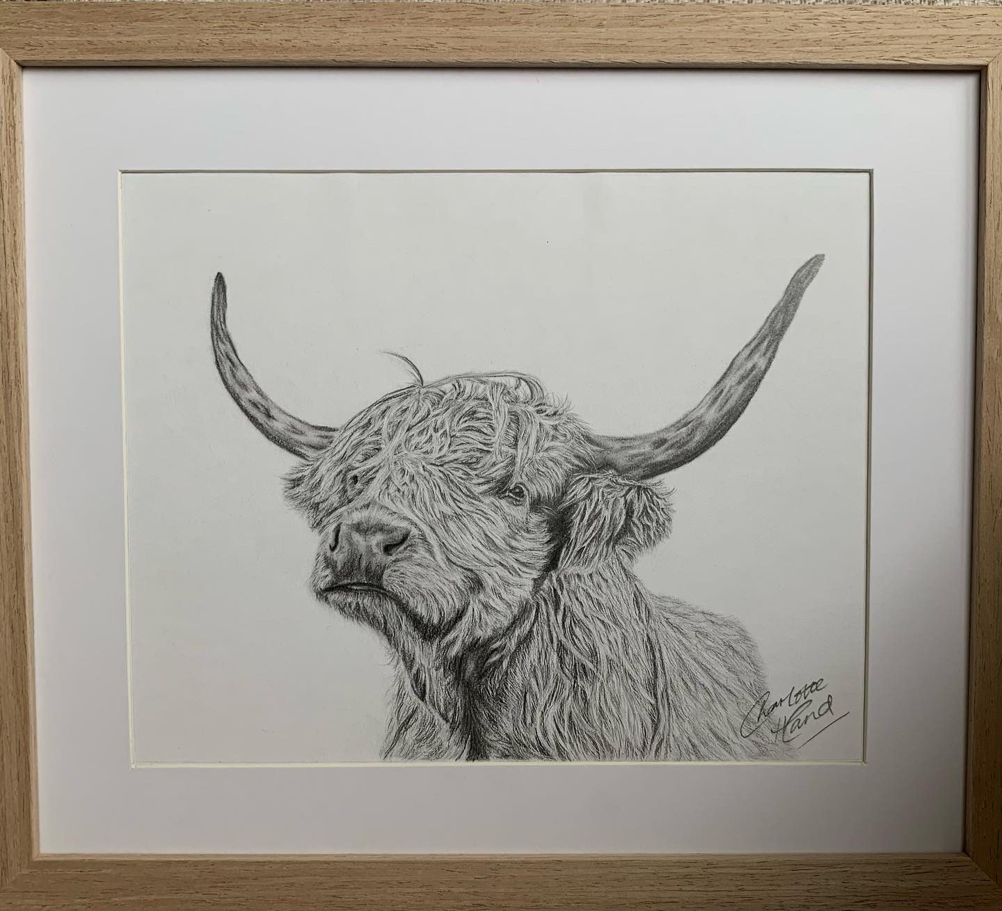 Highland Cow graphite drawing