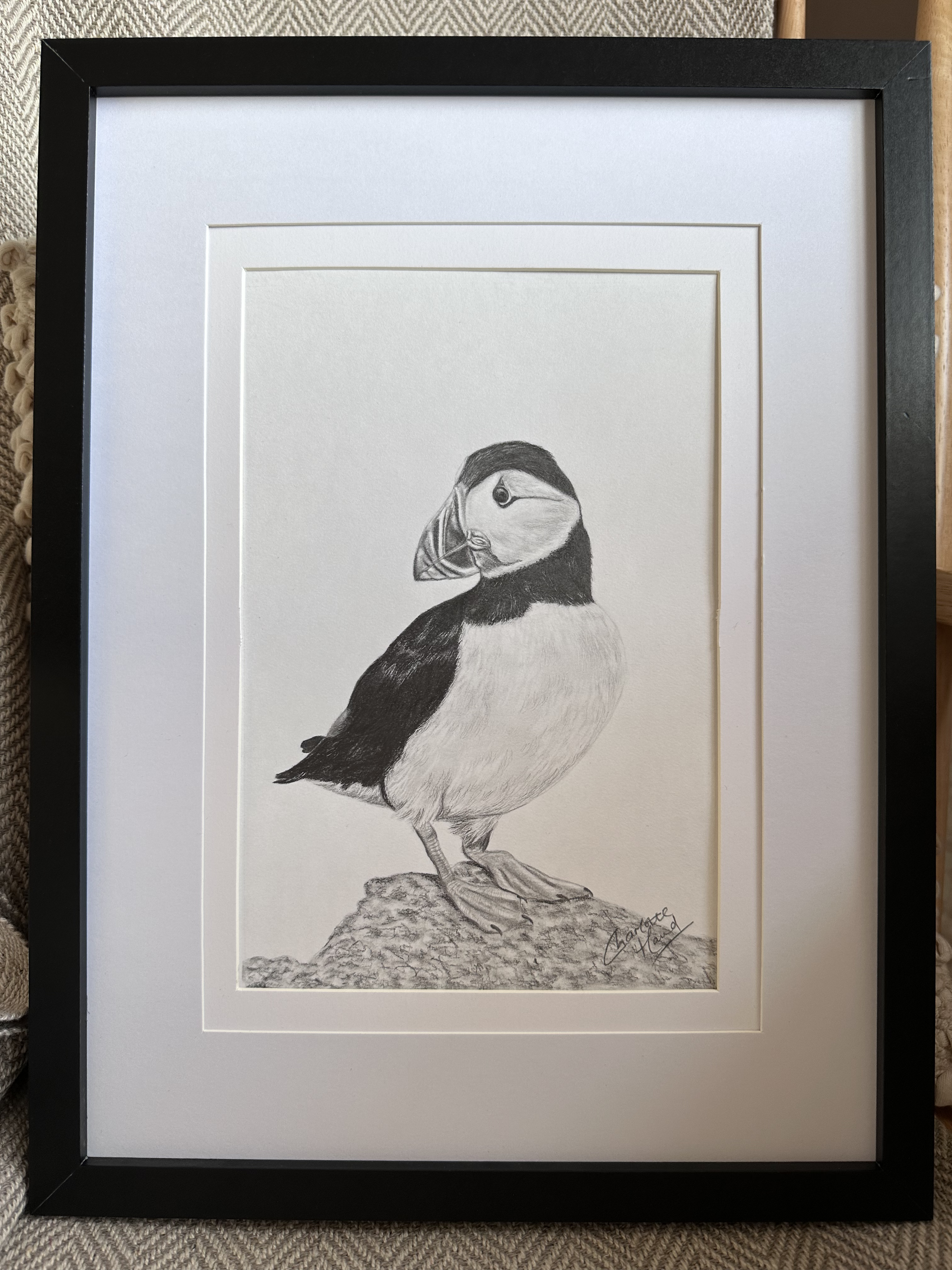 Puffin graphite drawing