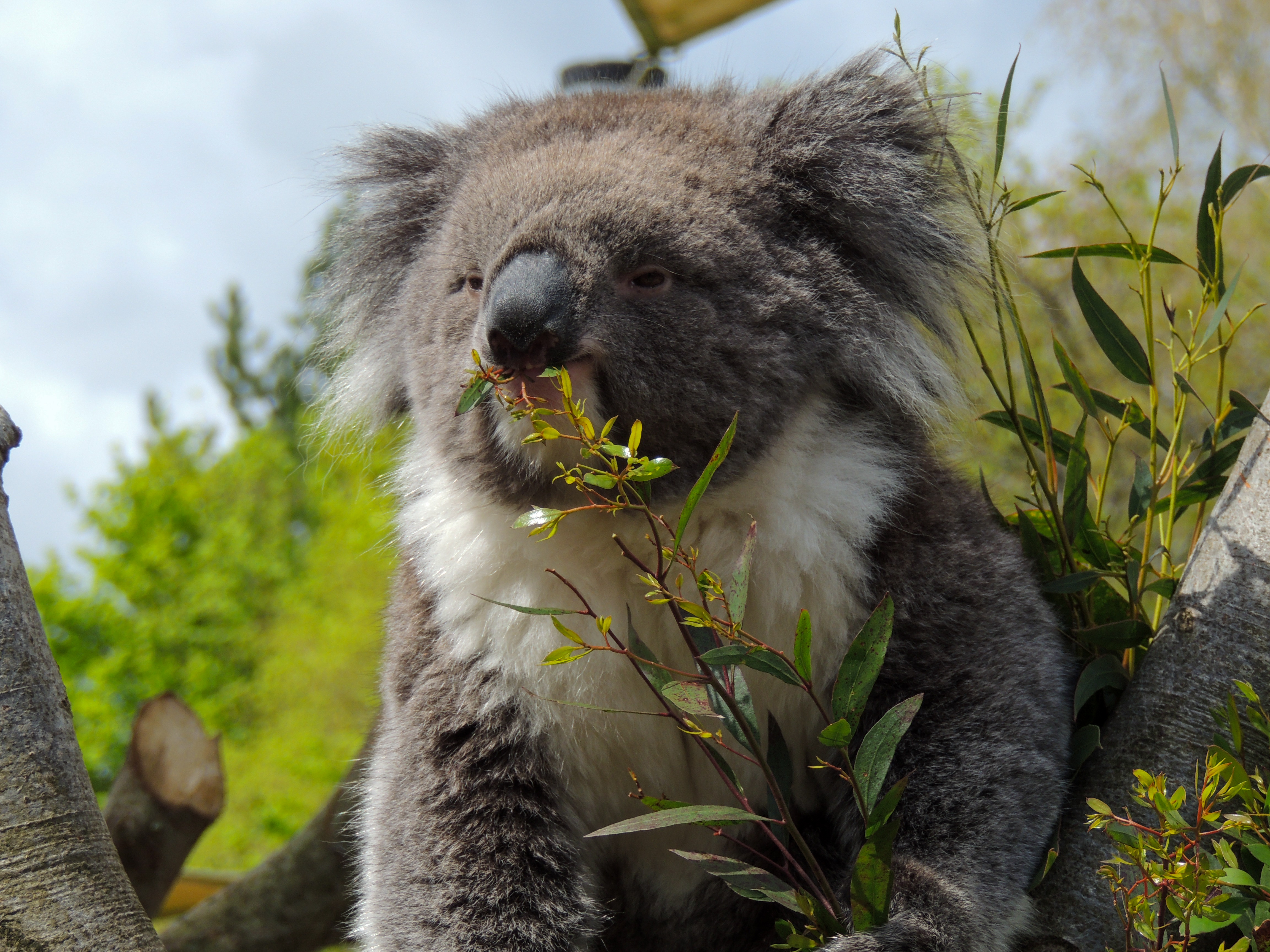 Koala photography