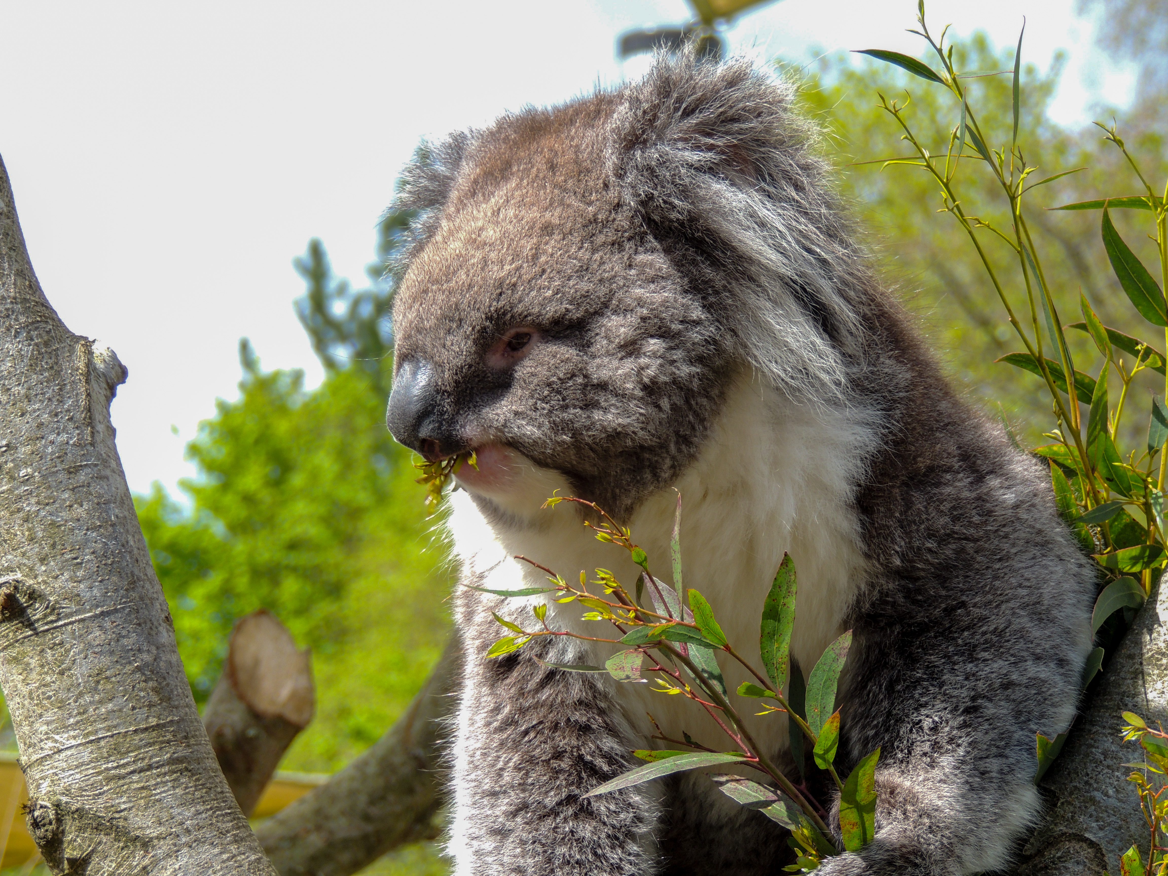 Koala photography